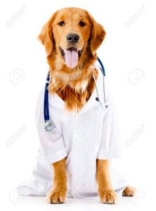 22576833-Dog-dressed-as-a-Doctor-or-vet-isolated-over-white-background-Stock-Photo — kopia — kopia