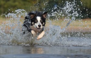 border-collie-jump-water-british-sheepdog-37860 — kopia — kopia