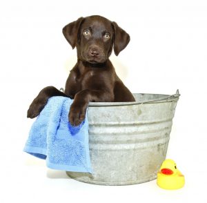 dog-in-bath-1024x1002 — kopia